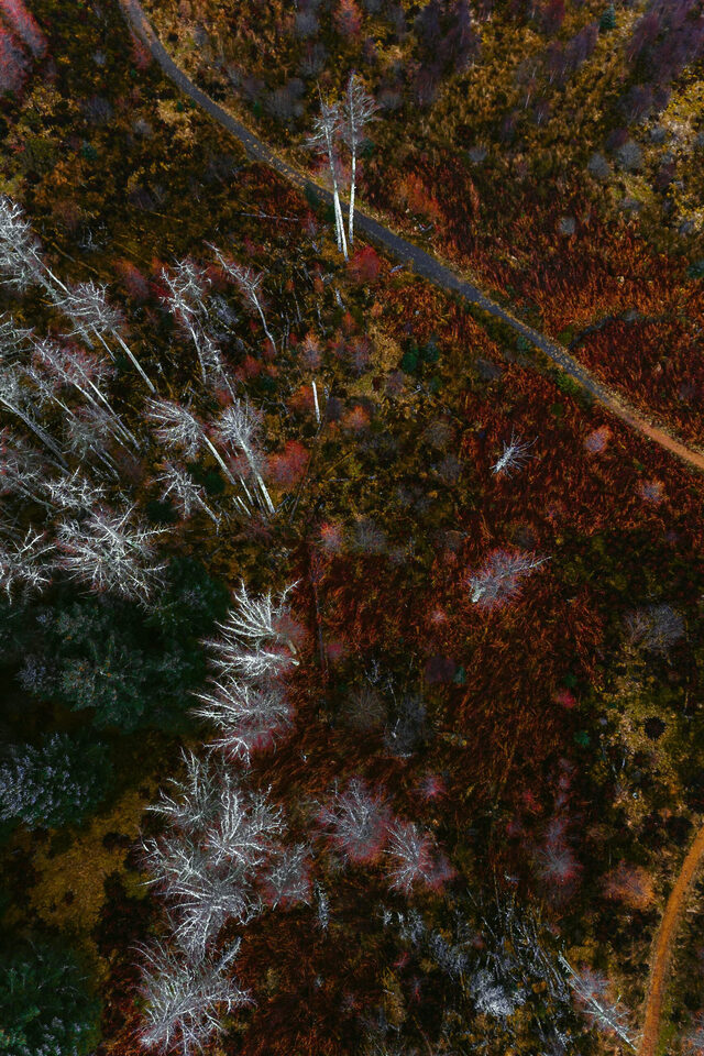 Dieses Farbbild zeigt eine Luftaufnahme einer Landschaft mit einer Mischung aus Vegetation und Wegen. Dominant sind dunkelrote bis braune Farbtöne von Pflanzen, die wahrscheinlich Farn oder Heidekraut sind, durchsetzt mit Bereichen von dunklem Grün und gelblich-braunem Gras. Auffällig sind mehrere Gruppen von Bäumen mit hellen, fast weißen kahlen Ästen, die sich von den dunkleren Farben abheben. Ein schmaler, kurviger Pfad schlängelt sich diagonal durch die Mitte des Bildes von oben links nach unten rechts, mit einem weiteren kleineren Pfad, der sich im unteren rechten Bereich abzweigt. Die gesamte Szene wirkt wie ein Wald- oder Heideland im Herbst oder Winter. Aufgenommen vom Ammersee Hochzeitsfotografen Sturmsucht.einer herbstlichen oder winterlichen Landschaft mit rötlich-brauner Vegetation, hellen kahlen Bäumen und einem sich schlängelnden Pfad.