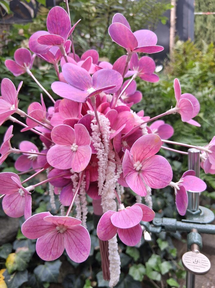 Pinke florale Installation mit weit ausgreifenden Blüten und weißen hängenden Blütenständen im Garten